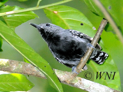 Silvery-flanked Antwren (Myrmotherula luctuosa)